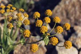 Bupleurum ranunculoides